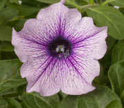 Petunia Prelude Violet Vein 2
